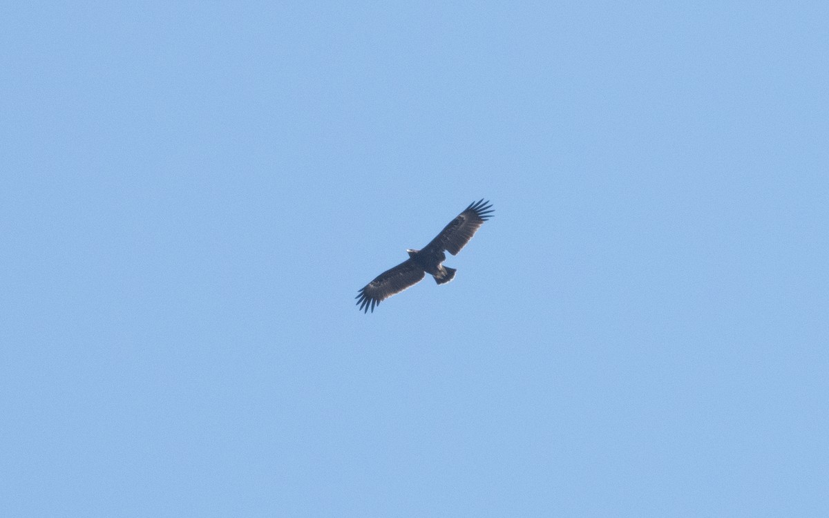 Greater Spotted Eagle - ML624130009