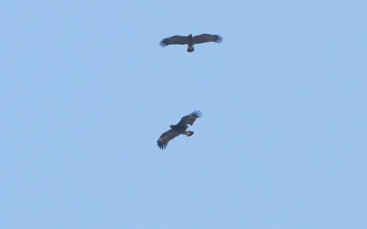 Greater Spotted Eagle - ML624130013