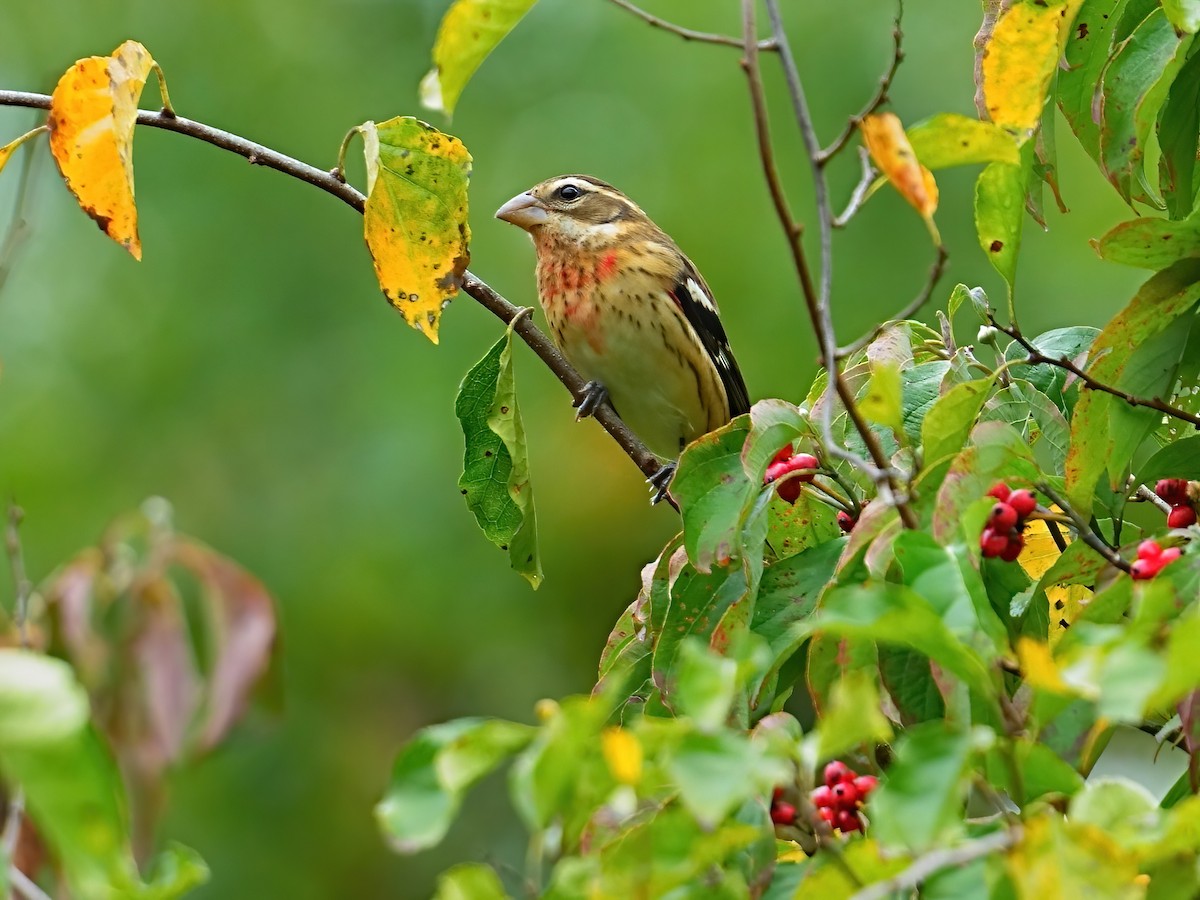 Rose-breasted Grosbeak - Mei Hsiao