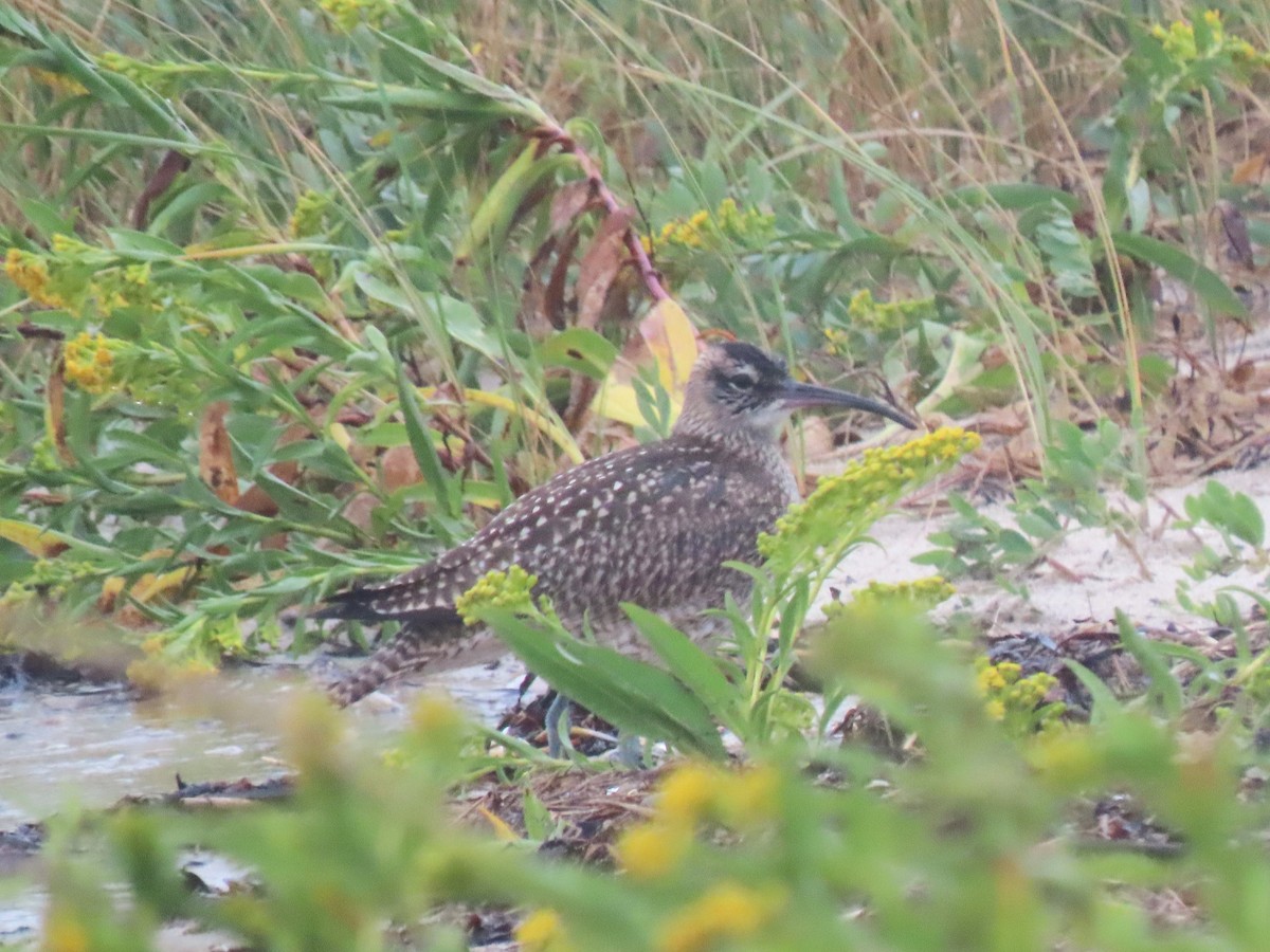 Whimbrel - ML624130057