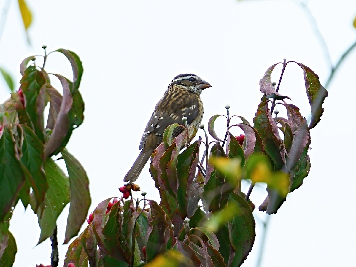 Rose-breasted Grosbeak - ML624130060