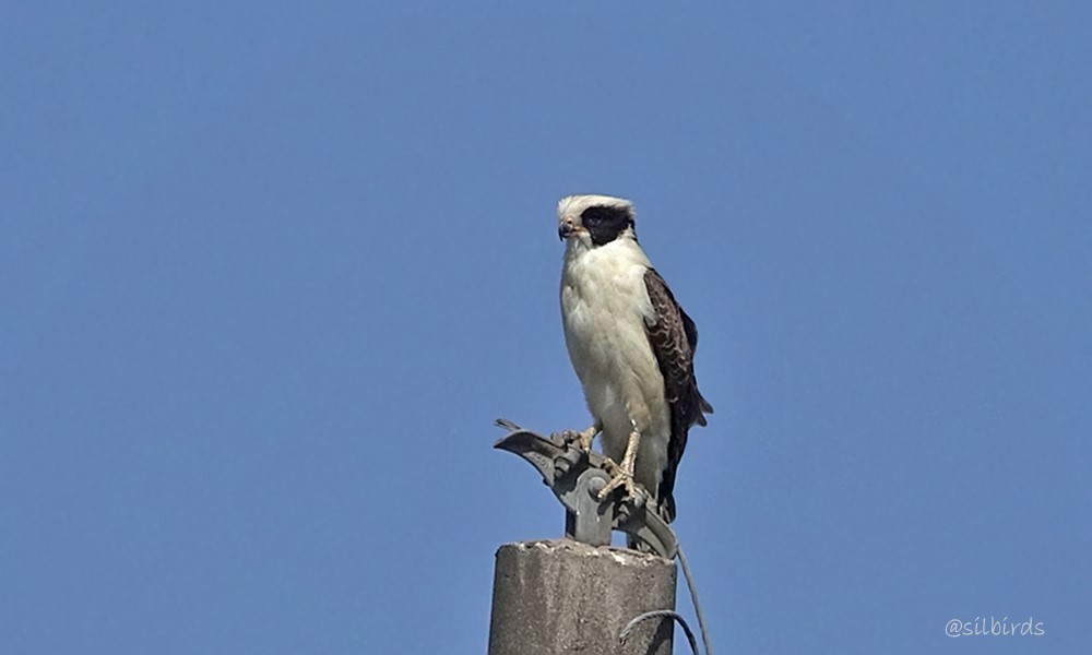 Laughing Falcon - ML624130077