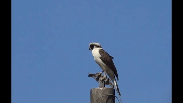 Laughing Falcon - ML624130078