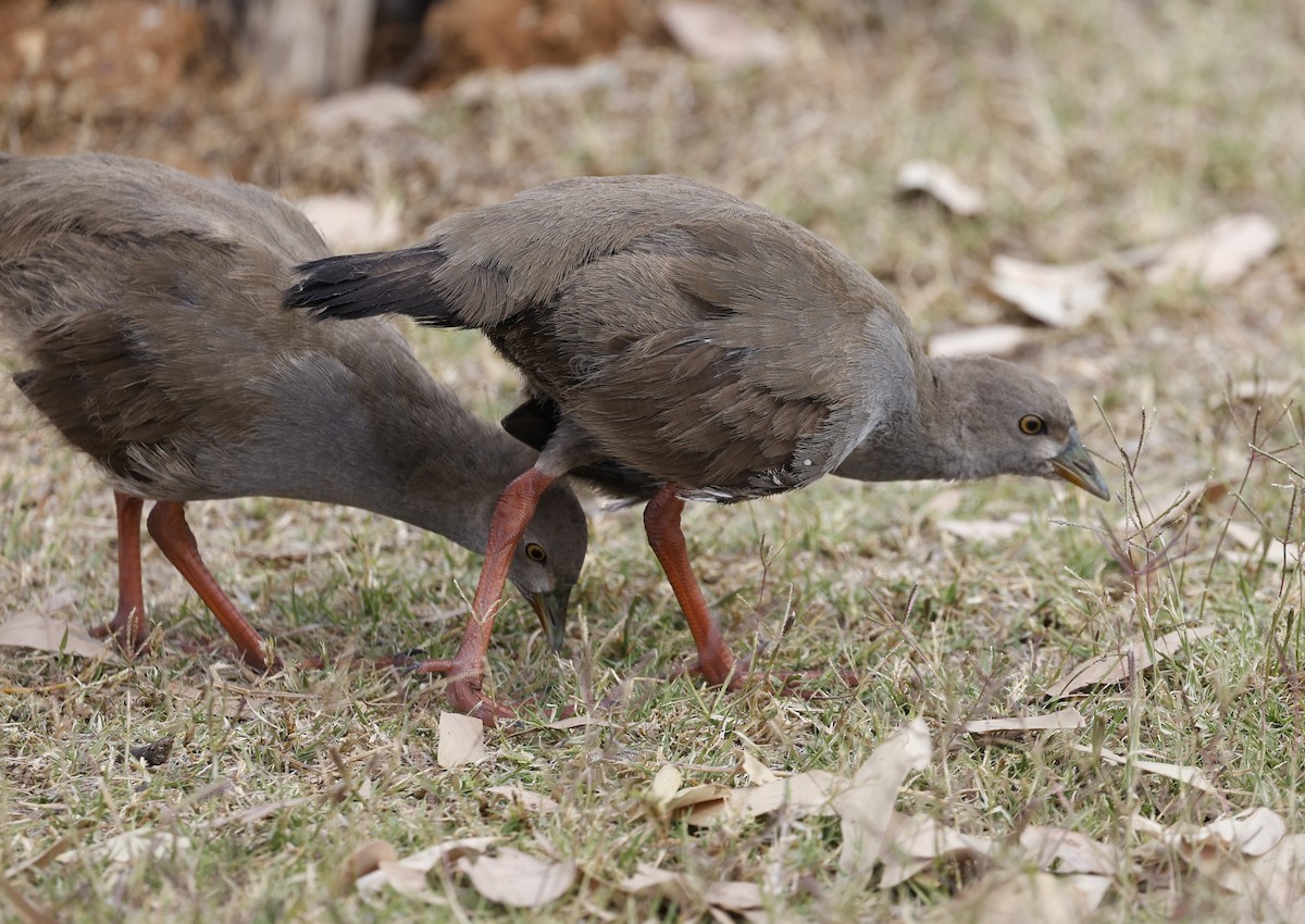 Black-tailed Nativehen - ML624130079