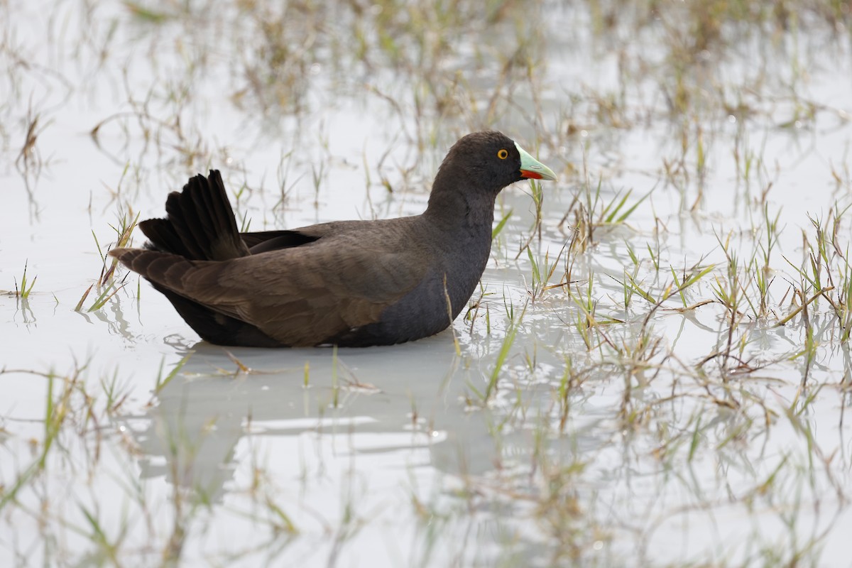 Black-tailed Nativehen - ML624130080