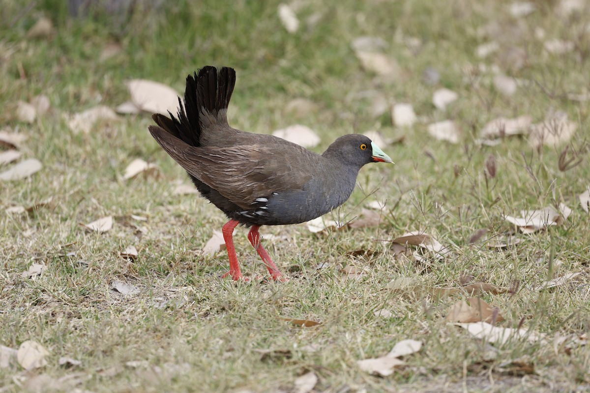 Black-tailed Nativehen - ML624130081