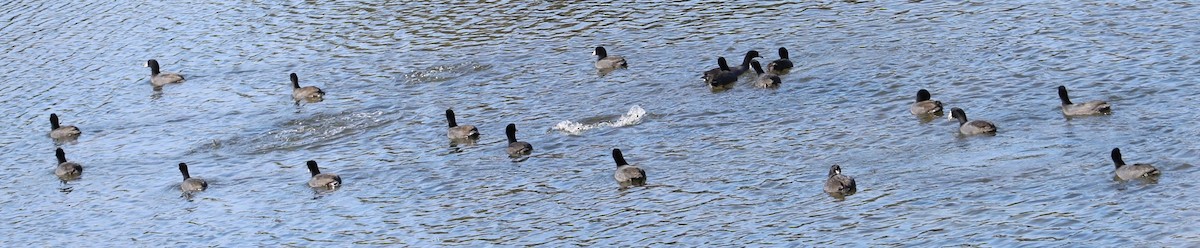 American Coot - Richard Breisch