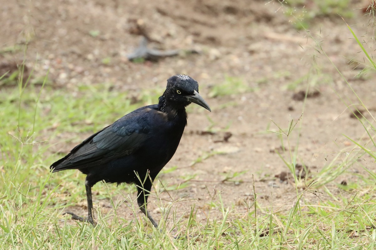 Great-tailed Grackle - John van Dort