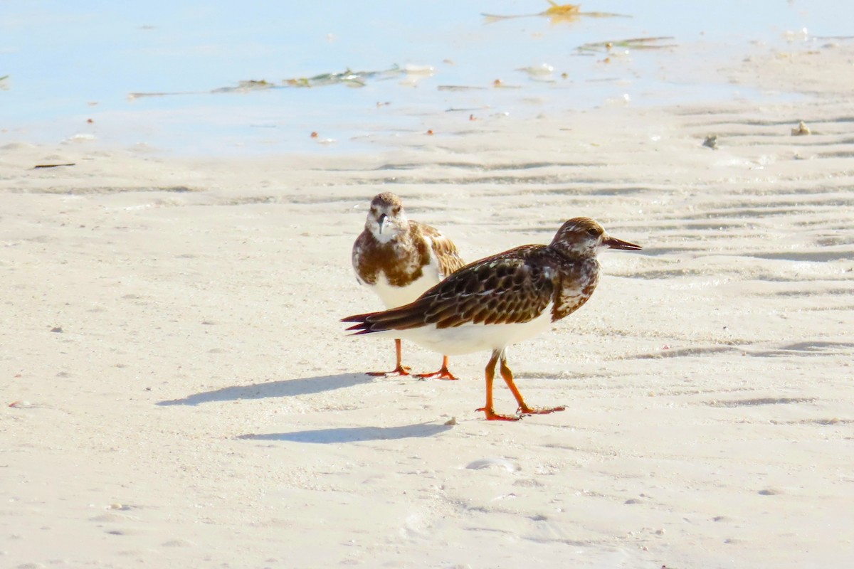 Ruddy Turnstone - ML624130112