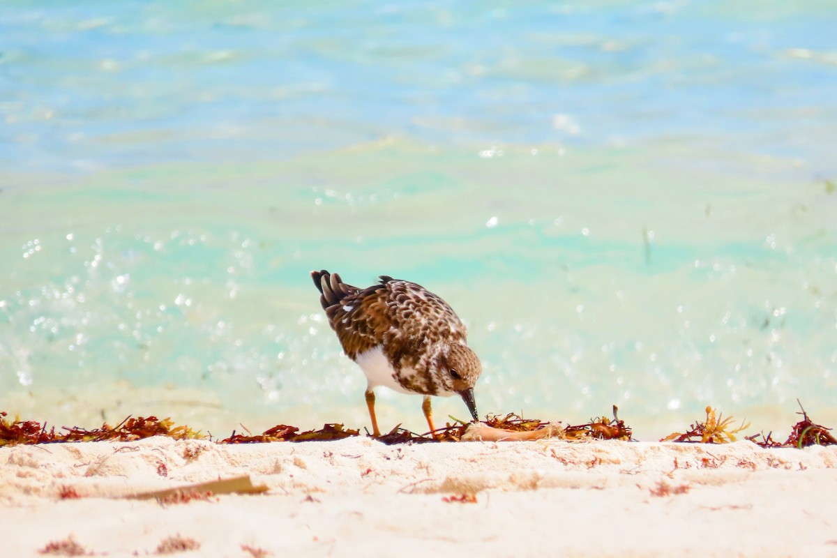 Ruddy Turnstone - ML624130113