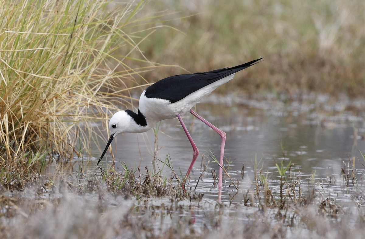 Pied Stilt - ML624130126