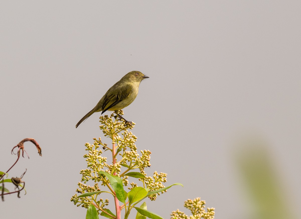 Bolivian Tyrannulet - Tor Egil Høgsås