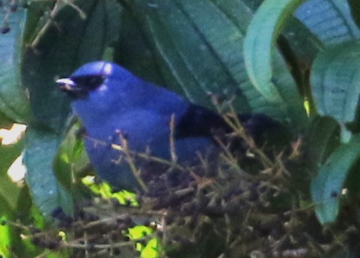 Blue-and-black Tanager - ML624130159