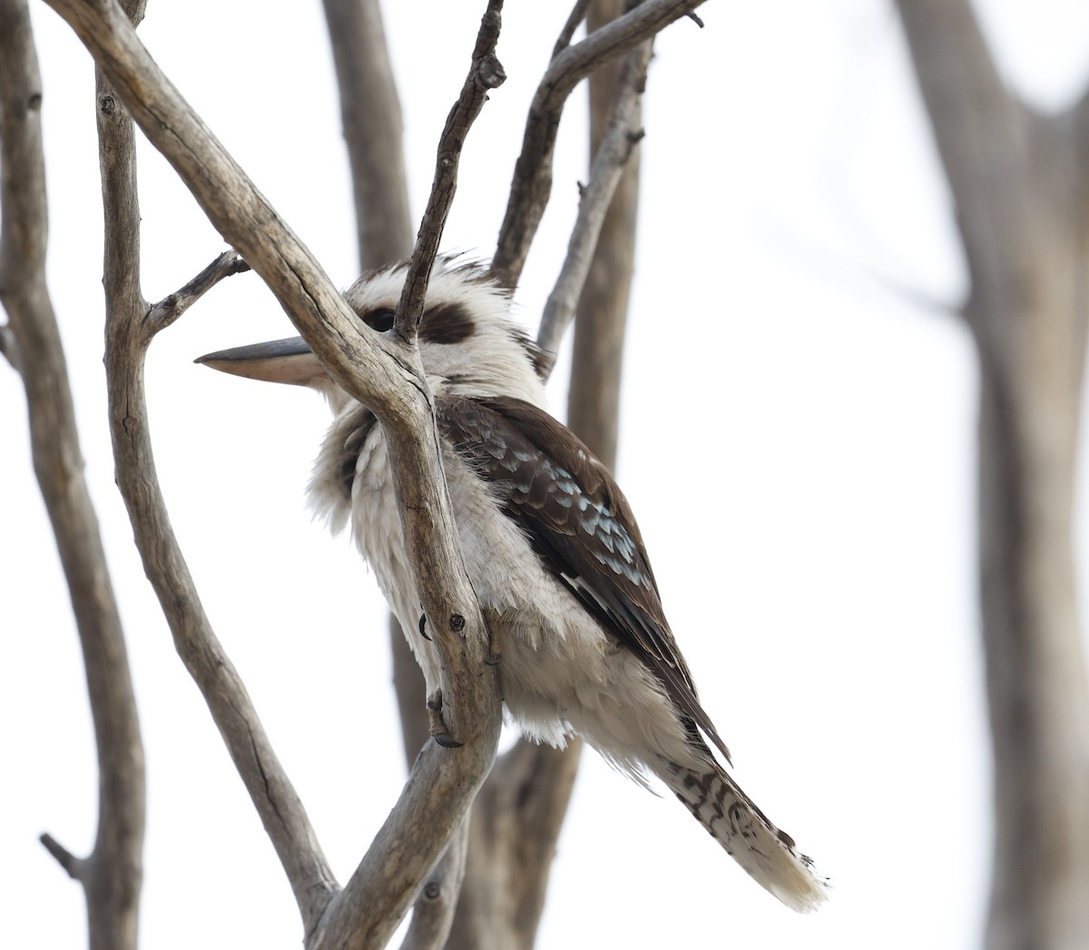 Laughing Kookaburra - ML624130194