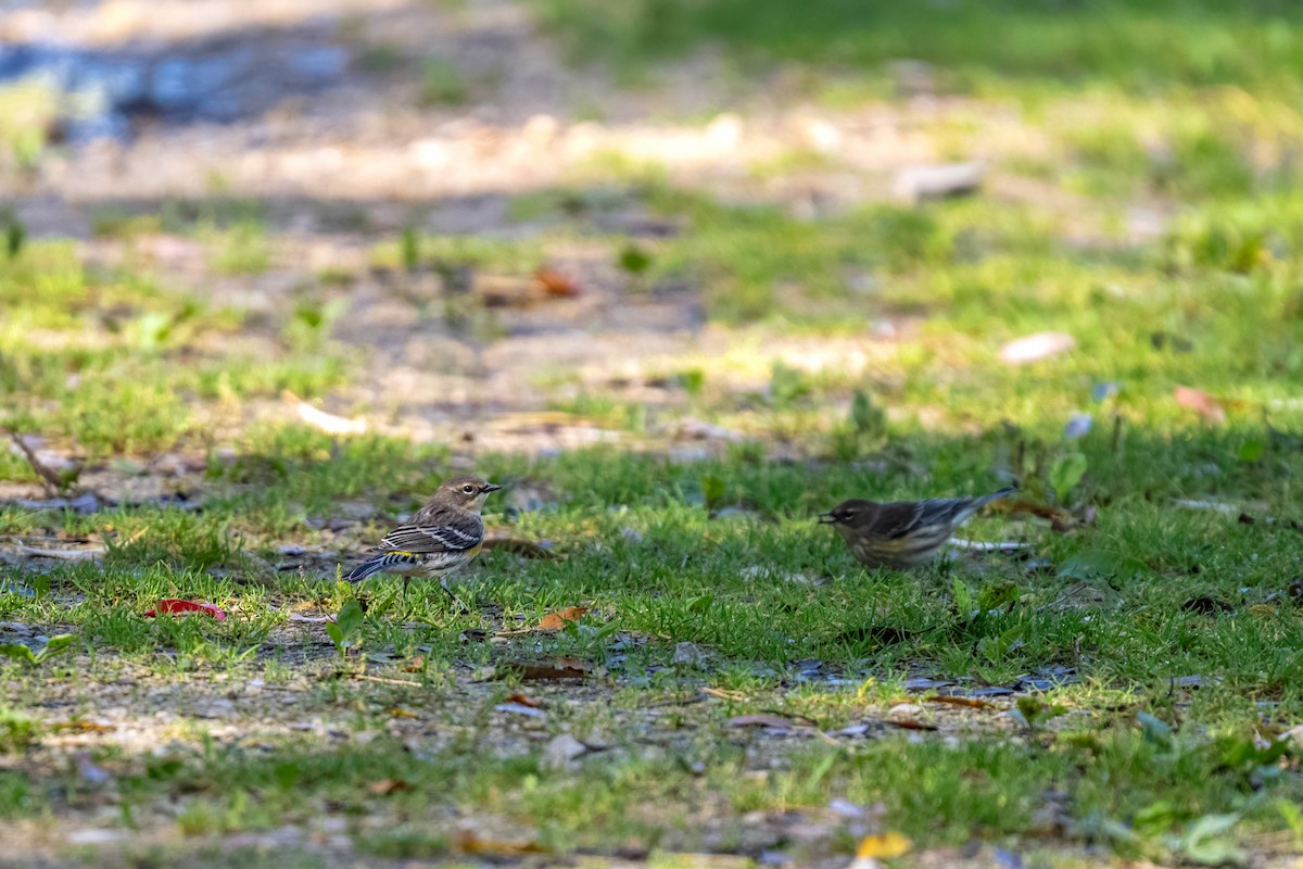 Yellow-rumped Warbler - ML624130201