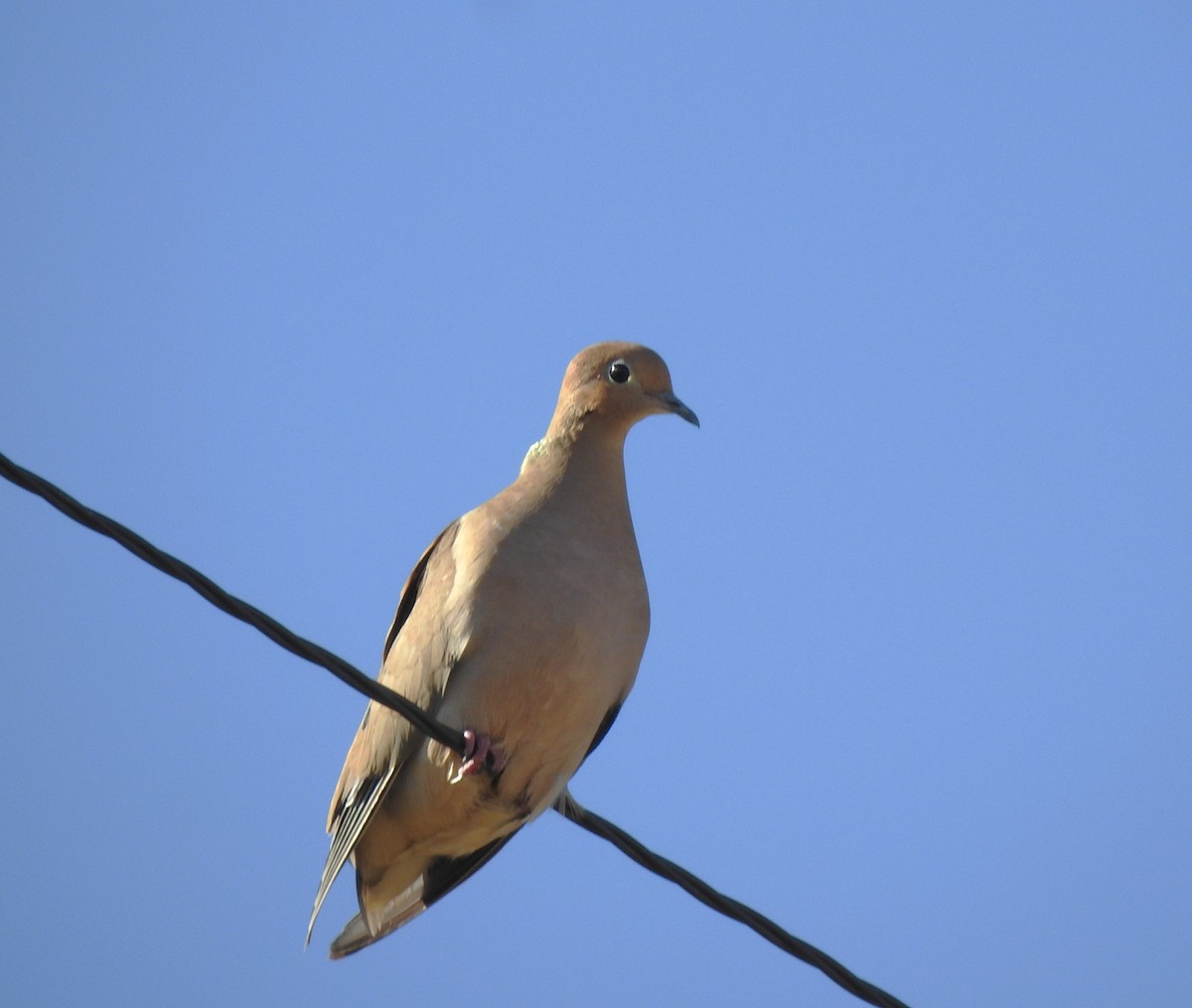 Mourning Dove - ML624130243