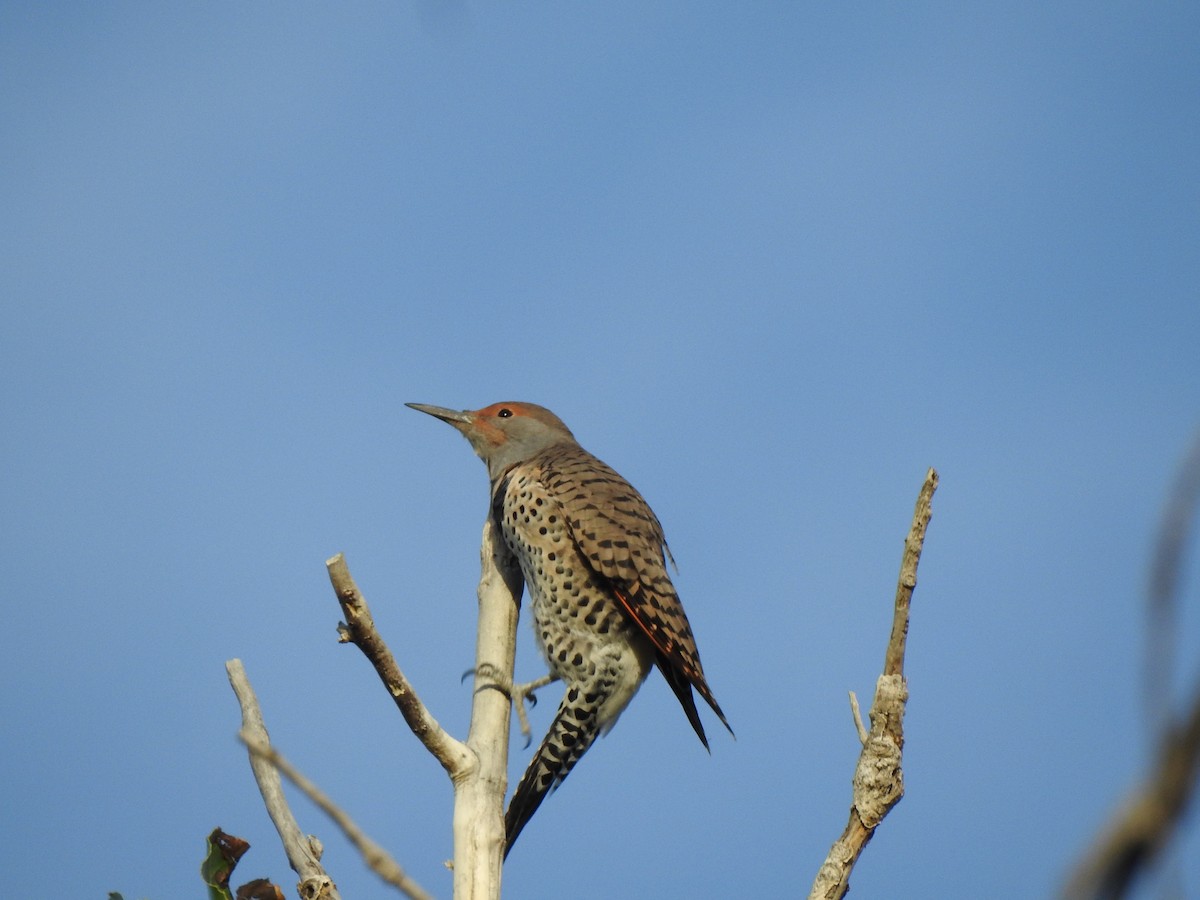 Northern Flicker - ML624130254