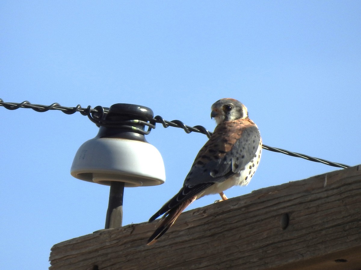 American Kestrel - ML624130259