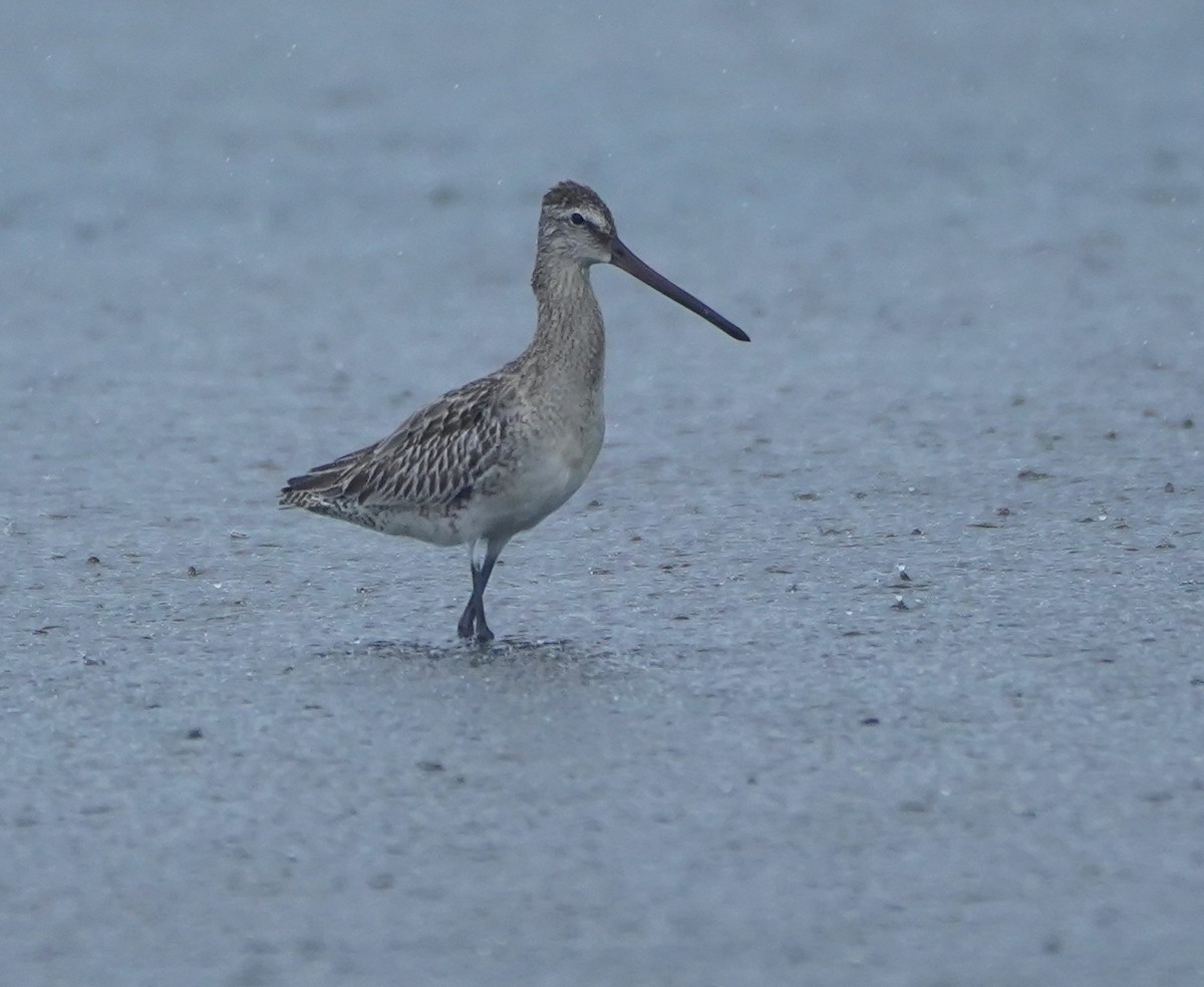 Asian Dowitcher - ML624130262