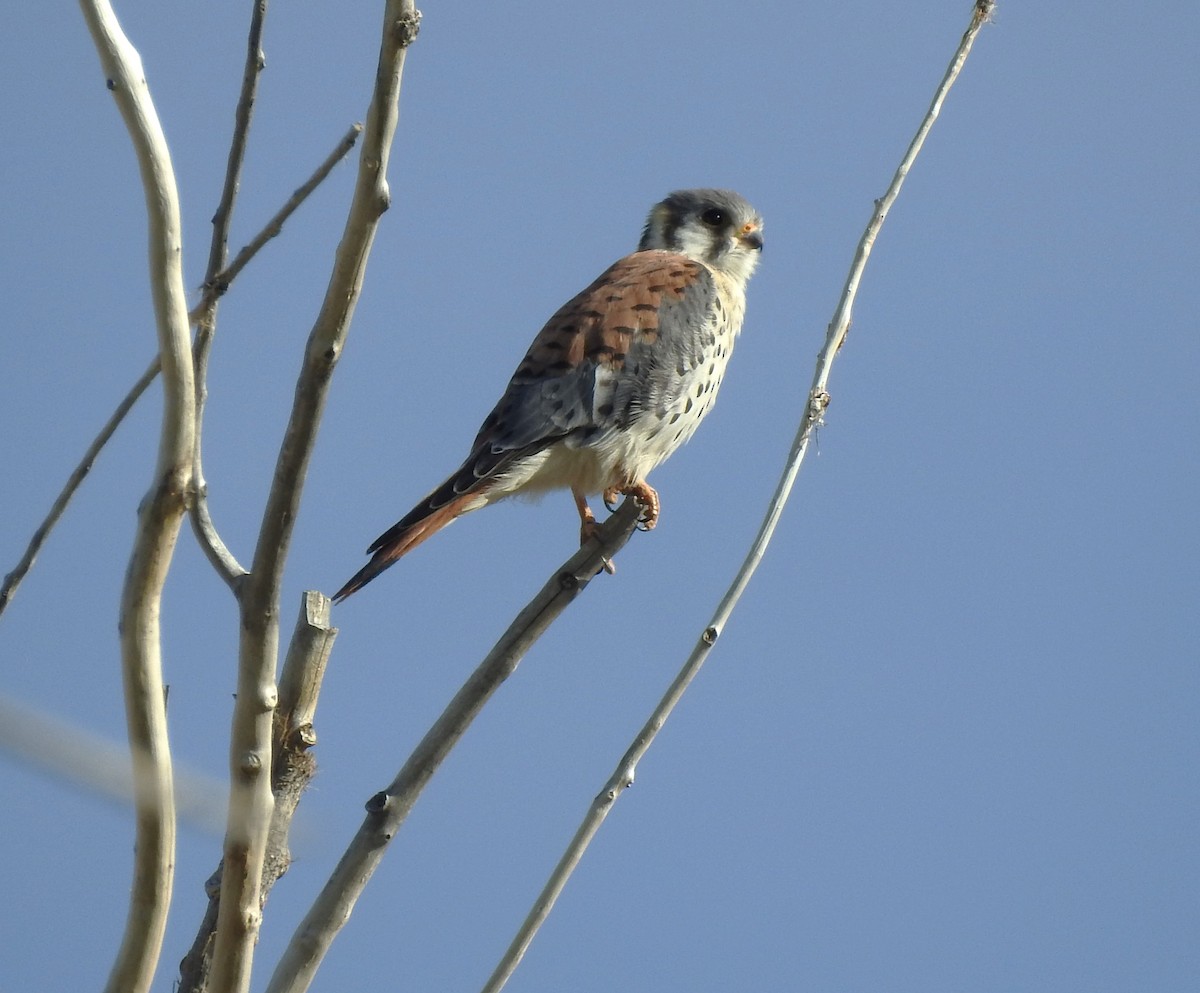 American Kestrel - ML624130266