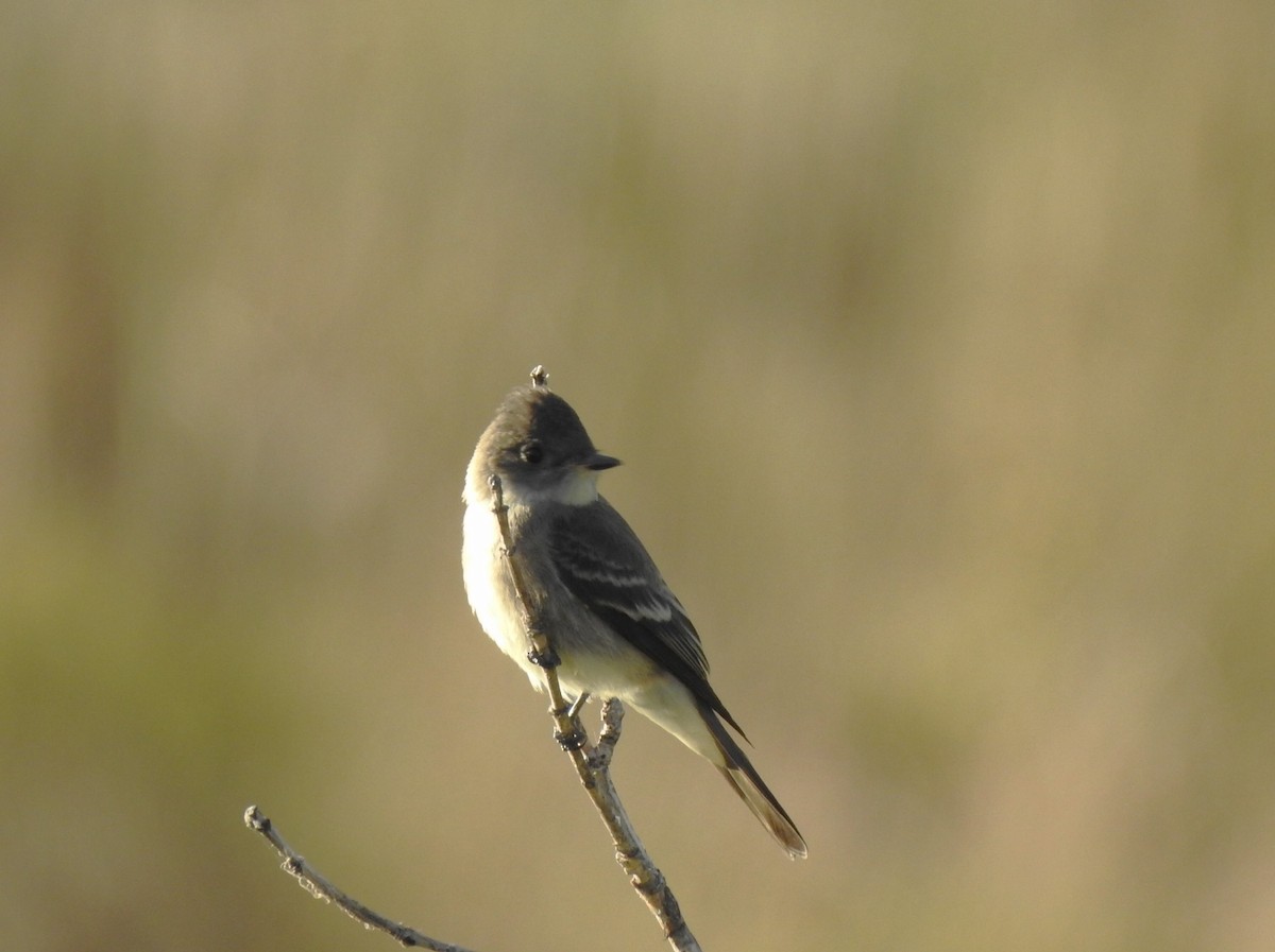 Western Wood-Pewee - ML624130272