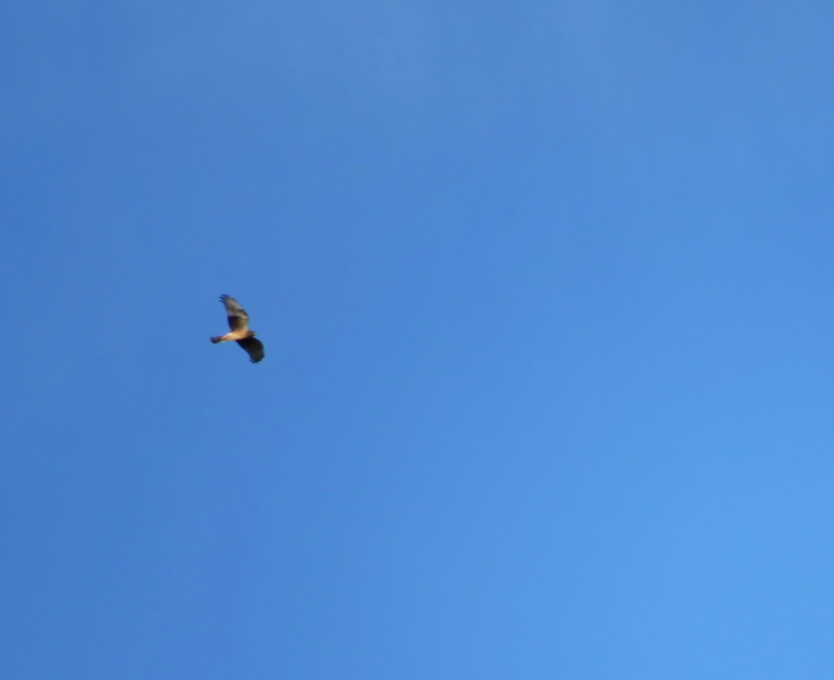 Northern Harrier - ML624130273