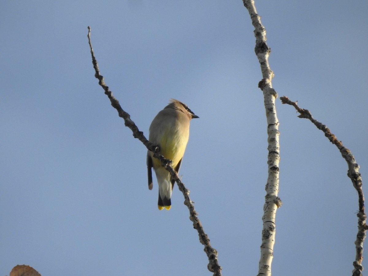 Cedar Waxwing - ML624130284