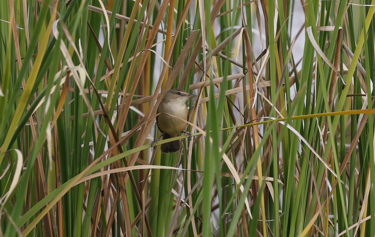 Australian Reed Warbler - ML624130285