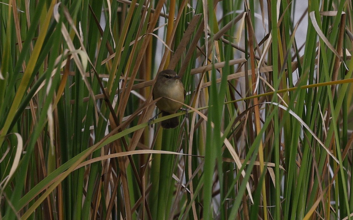 Australian Reed Warbler - Cathy Pert