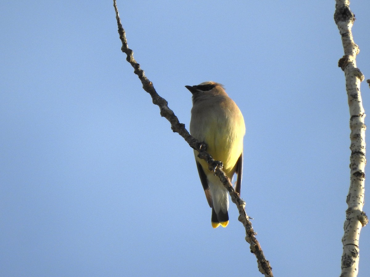 Cedar Waxwing - T B