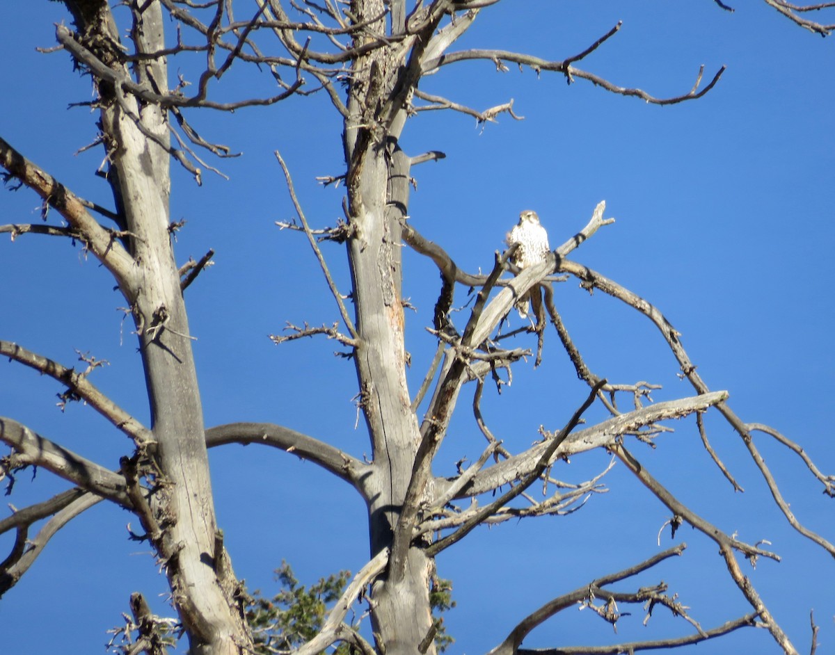 Prairie Falcon - ML624130302