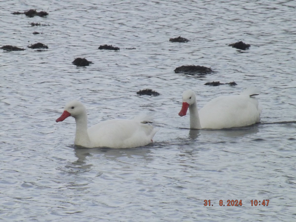 Cisne Coscoroba - ML624130313