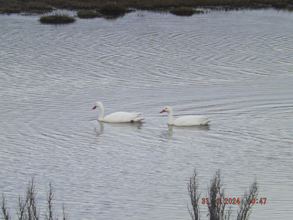 Cisne Coscoroba - ML624130314