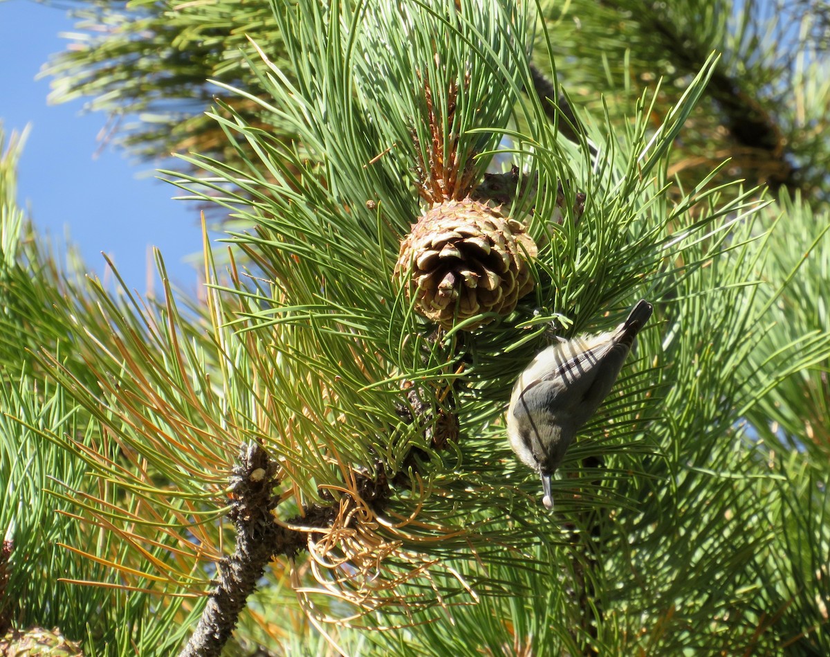 Pygmy Nuthatch - ML624130331