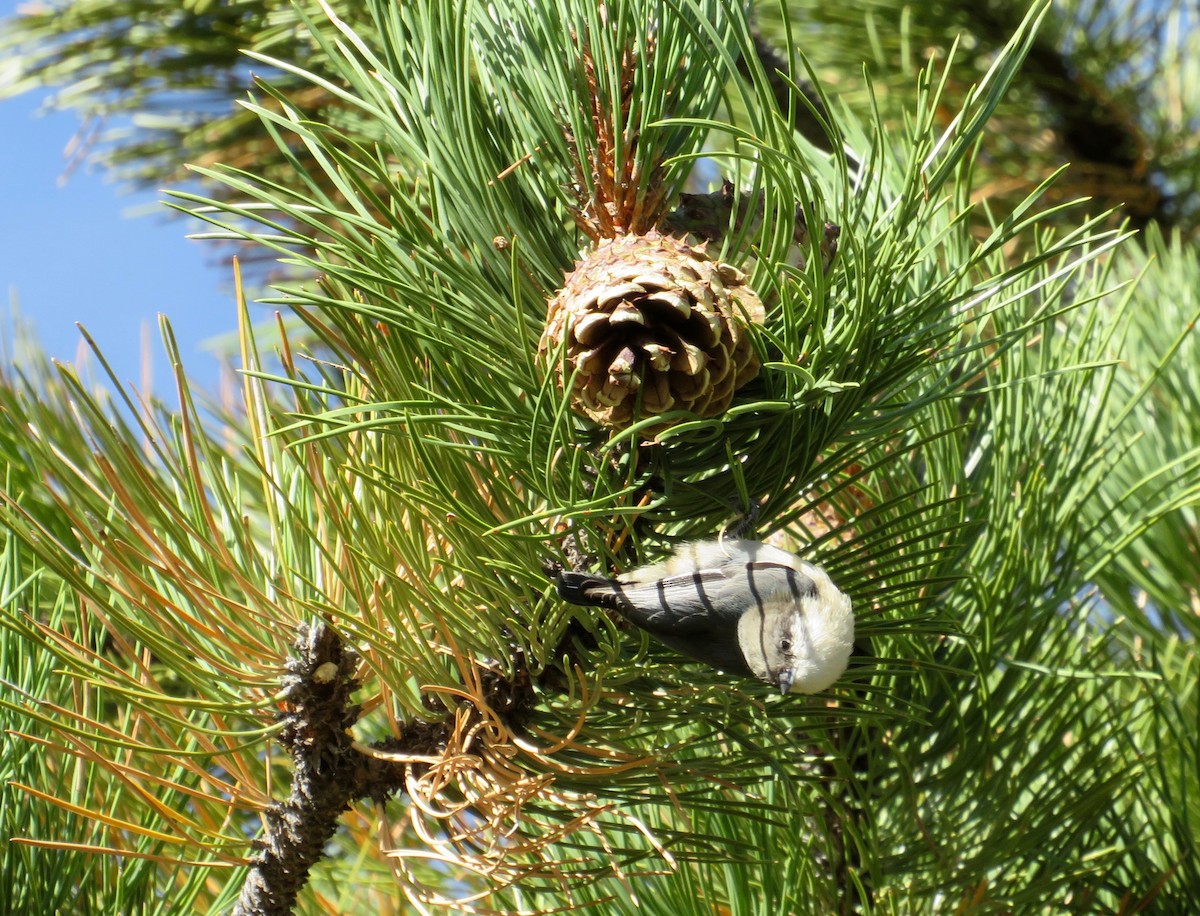 Pygmy Nuthatch - ML624130342