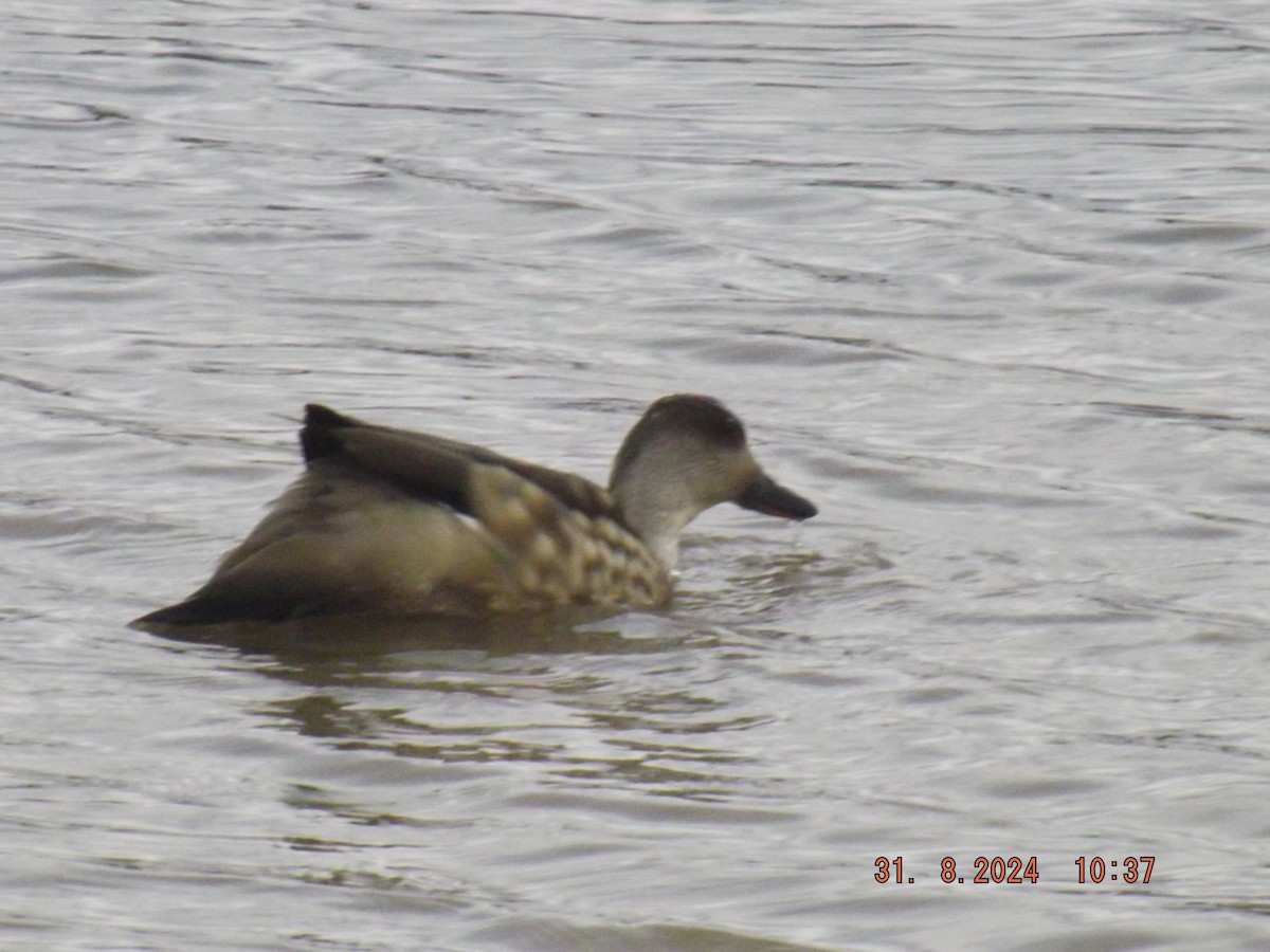 Crested Duck - Gustavo Bahamondes