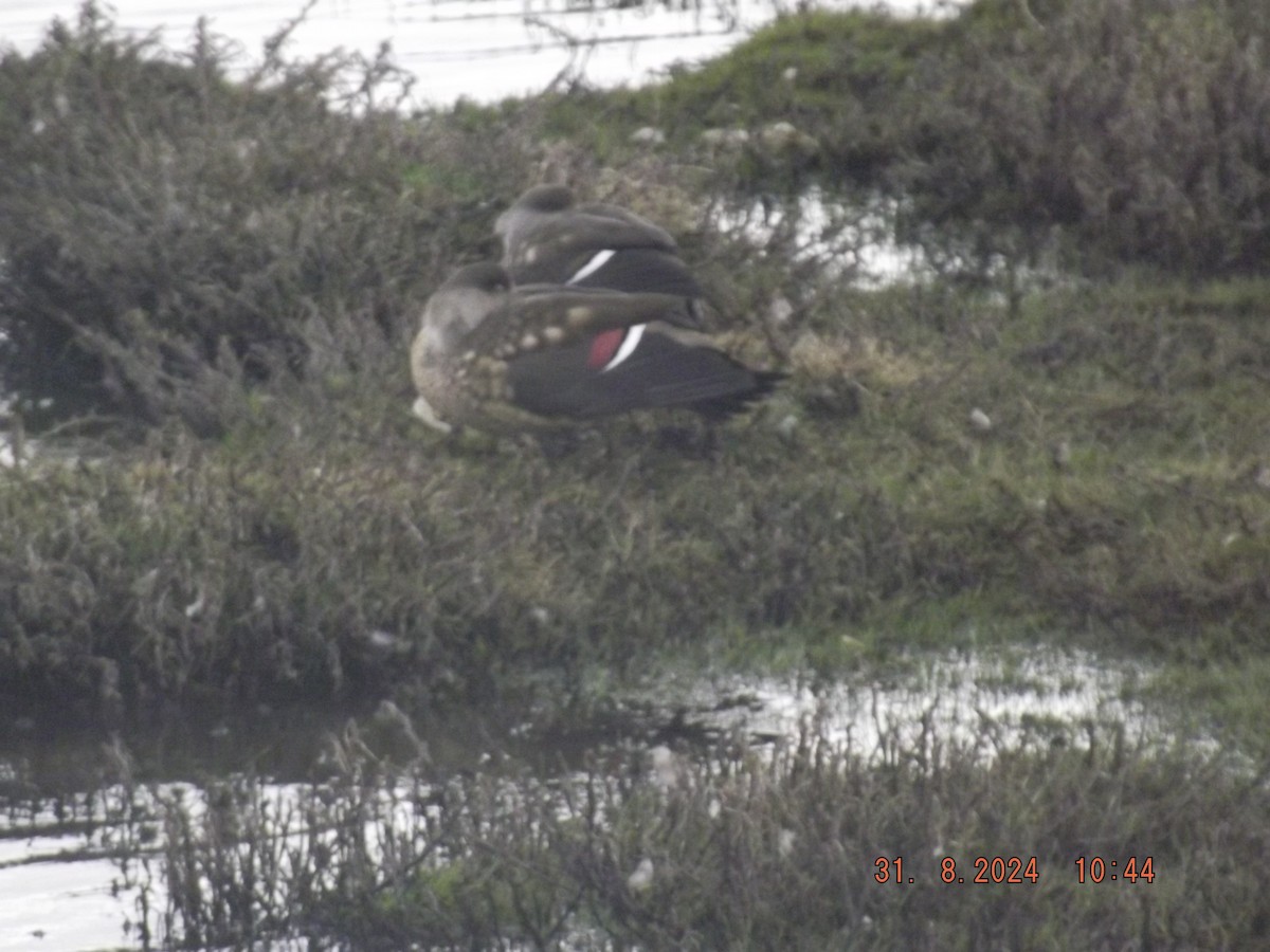 Crested Duck - Gustavo Bahamondes