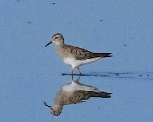 Орог элсэг - ML624130357