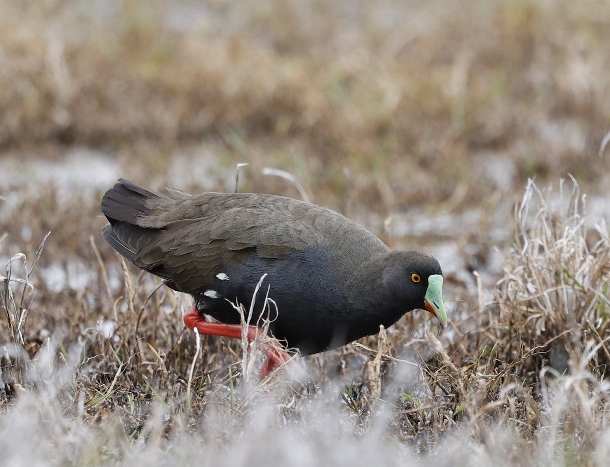 Black-tailed Nativehen - ML624130364