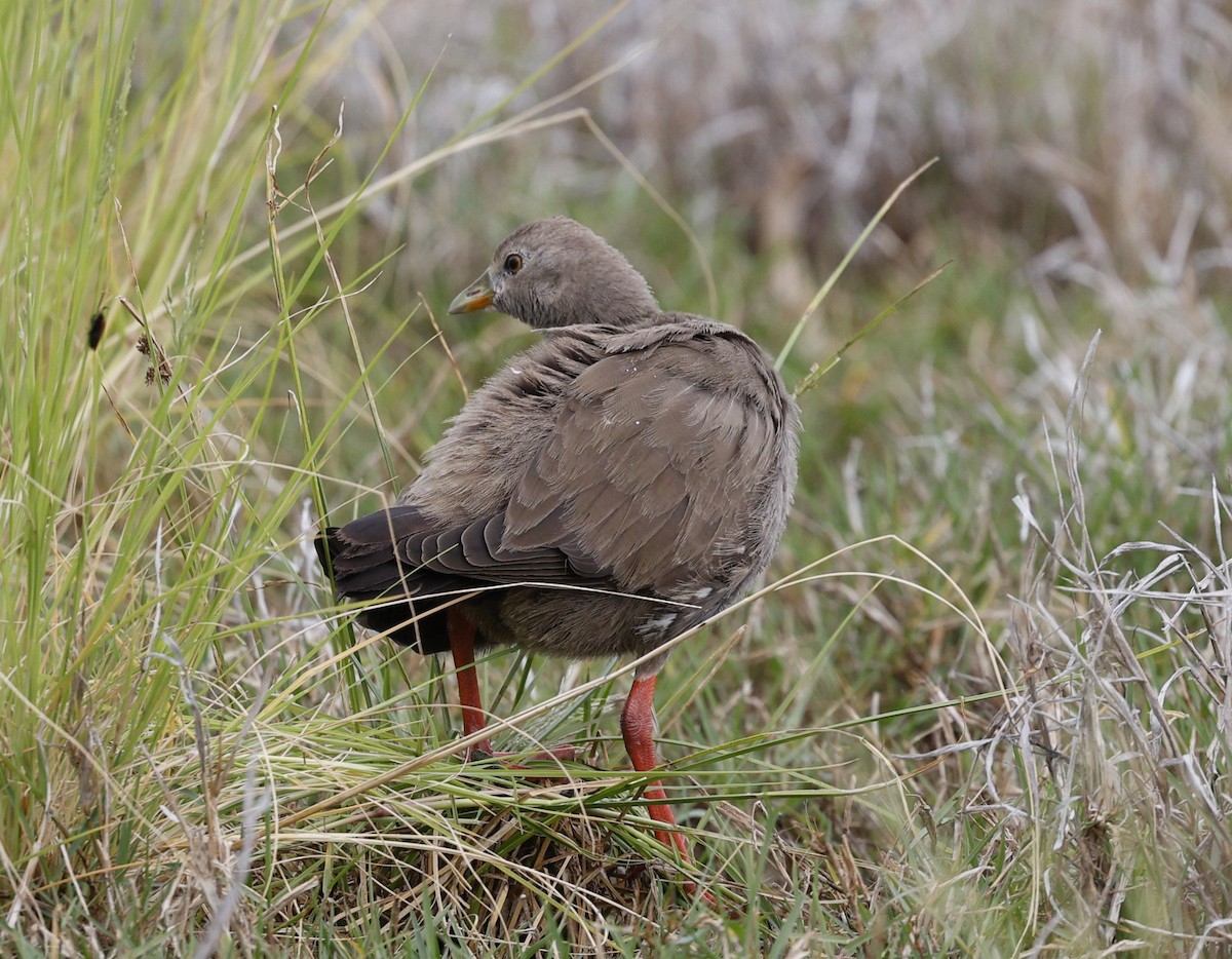 Black-tailed Nativehen - ML624130365