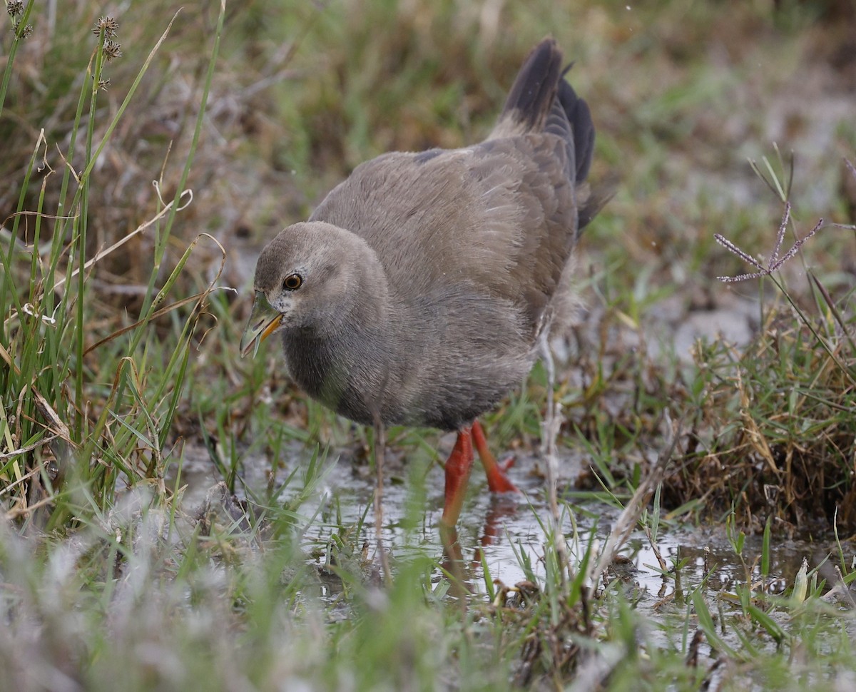 Black-tailed Nativehen - ML624130366