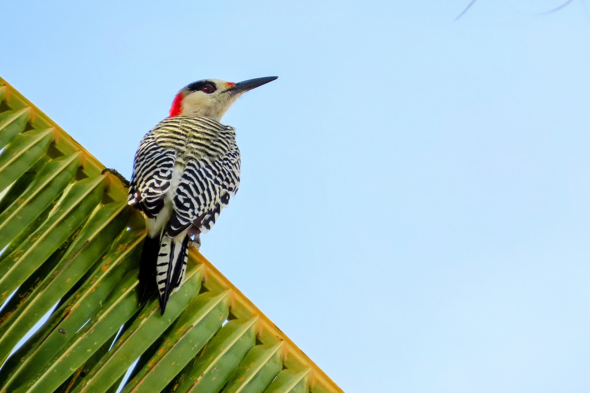 West Indian Woodpecker - ML624130374