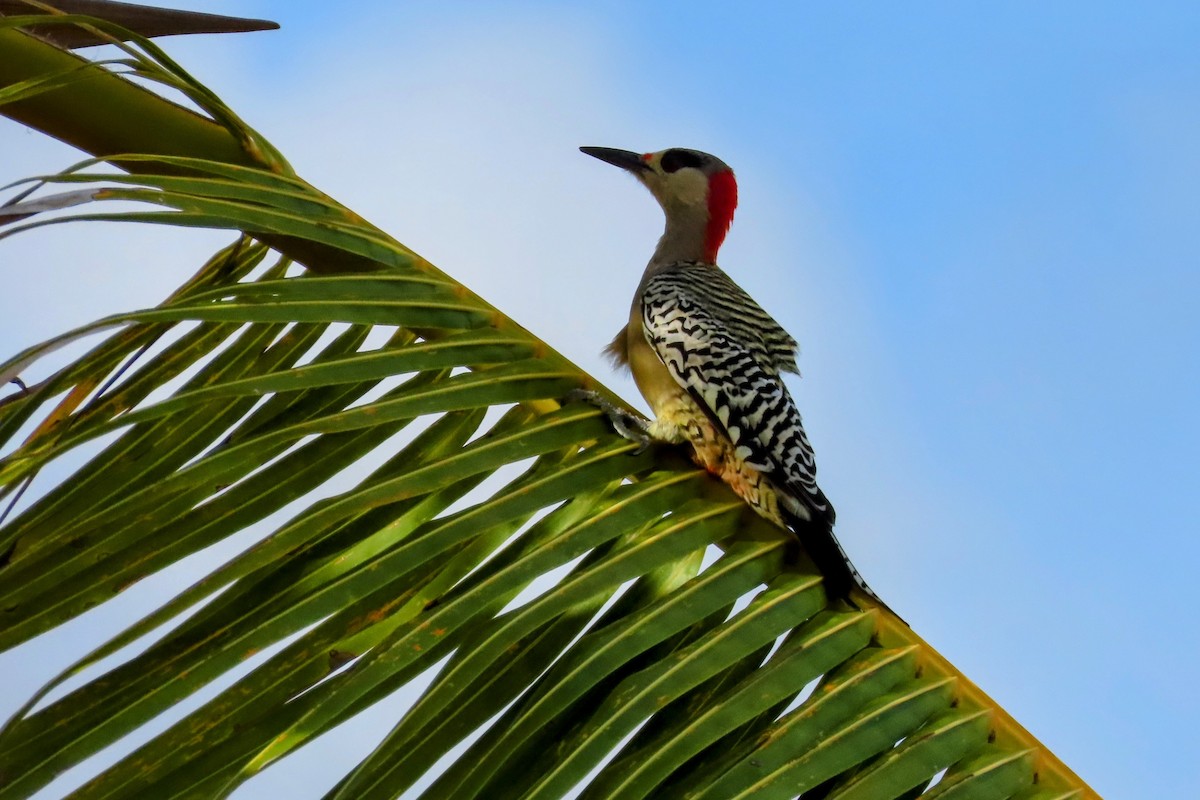 West Indian Woodpecker - ML624130375