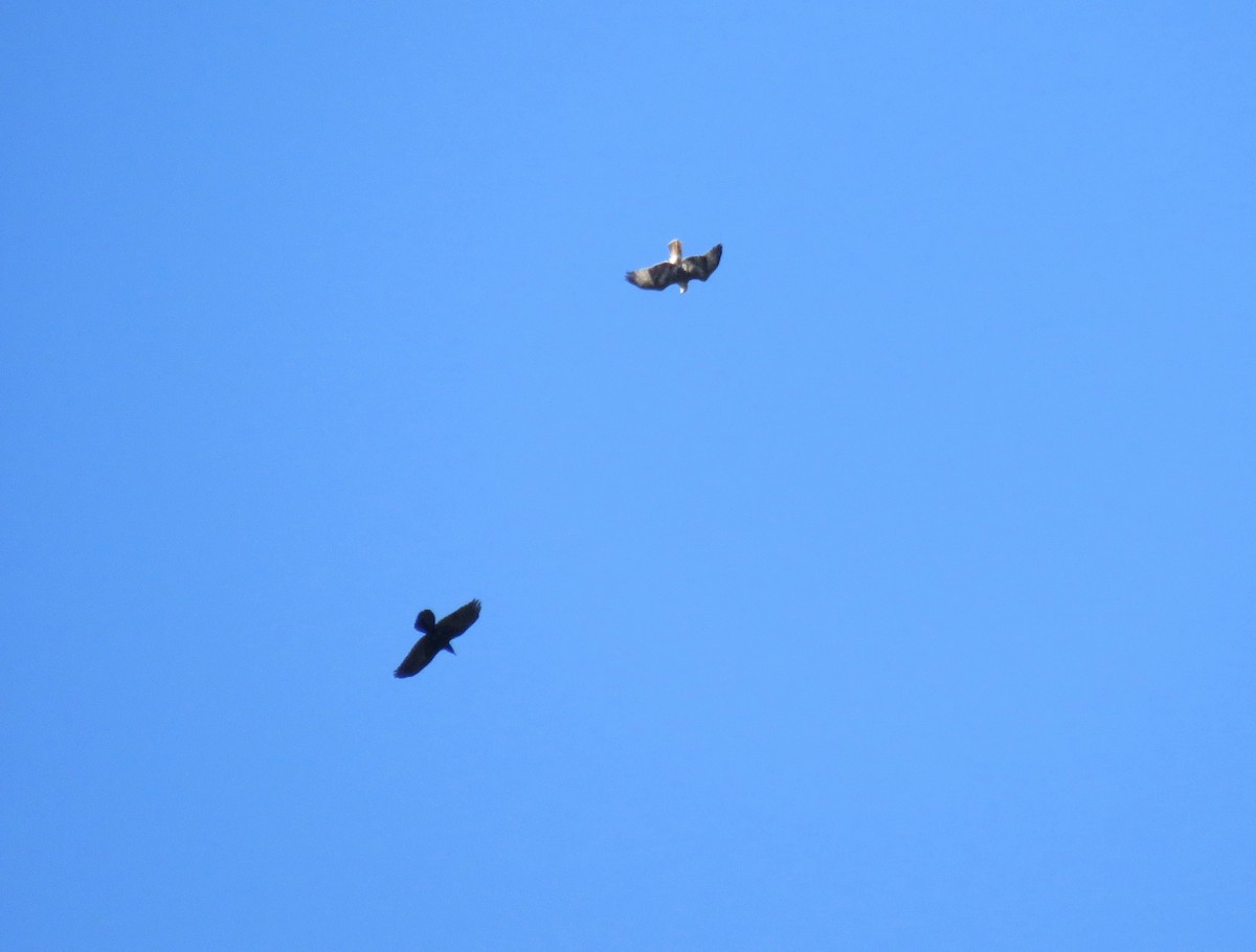 Red-tailed Hawk - Al Zerbe