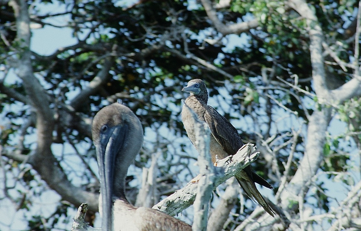 Brown Booby - ML624130408