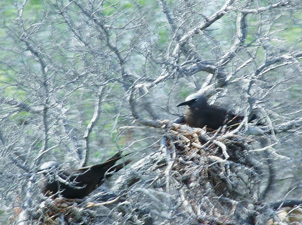 Brown Noddy - ML624130411