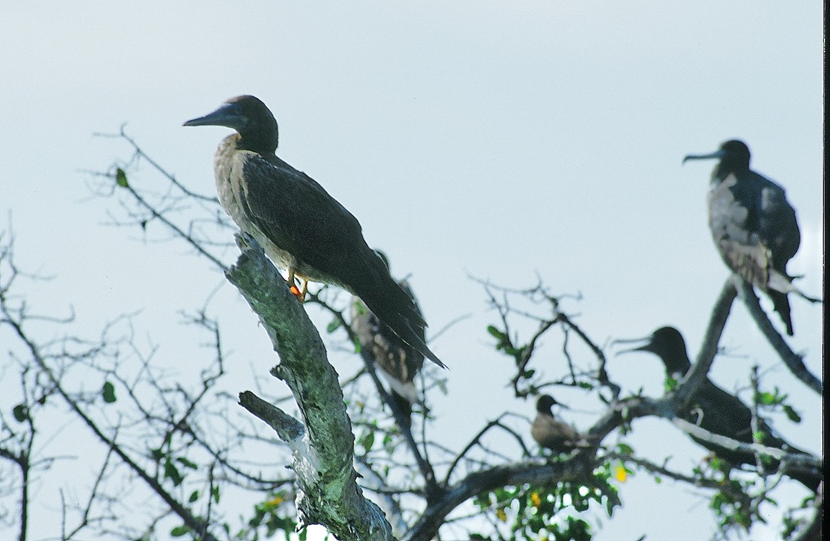 Brown Booby - ML624130414