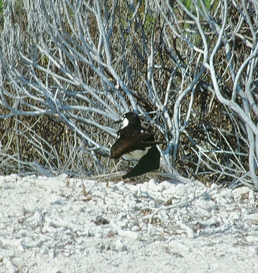 Sooty Tern - ML624130416