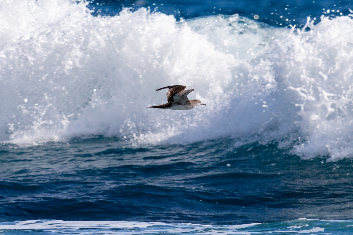 Wedge-tailed Shearwater - ML624130418