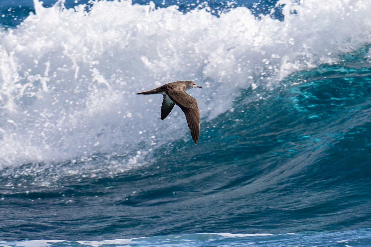 Wedge-tailed Shearwater - ML624130419